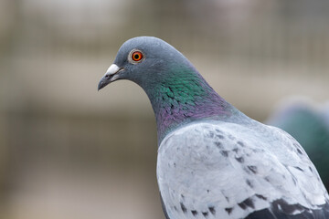 Portrait of a rock pigeon (columba livia)