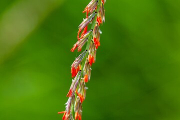 Flowers of sideoats grama, Bouteloua curtipendula