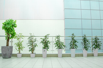 a potted plant in the office