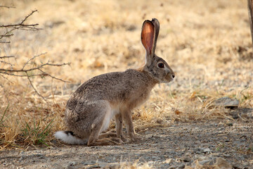 An Abyssinian hare, Lepus habessinicus