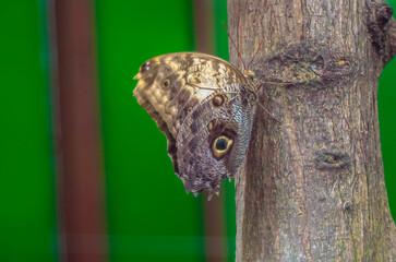 Detail of a brown butterfly