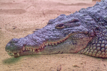Detail of the face of a crocodile