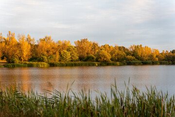 Golden fall trees are reflected in the tranquil lake during sunset. Beautiful fall landscape in the countryside. . High quality photo