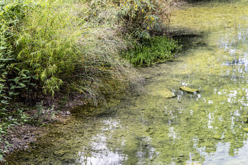 small pond in the forest
