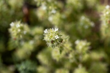 Flowers of a Thymus mastichina plant