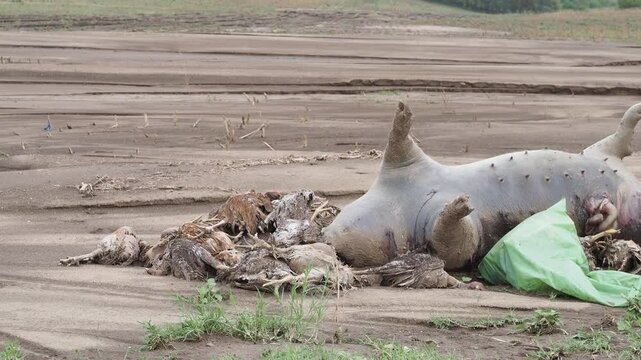 Dead animals after the floods caused by Storm Boris in Galati, Romania
