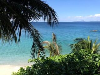 beach with palm trees
