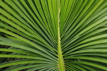Obraz premium abstract palm branch texture background