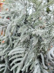 pine tree close-up. Young pine tree branch