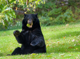 American black bear sitting under a chestnut tree with a spiny chestnut hull in its mouth.