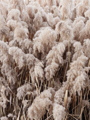 faded lavender, close up, blur background. grass in the wind
