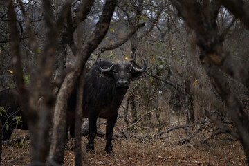 Herd of African buffaloes in the forest. One of the most dangerous animal in Africa. Group of buffaloes during day. Safari in Africa.