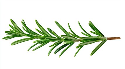 Fototapeta premium A solitary sprig of rosemary against a pure white backdrop, with a single stem in close proximity