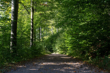 Fototapeta premium Beautiful forest trail winding through the shade of lush green trees, creating a serene and minimalistic forest landscape. Perfect for nature lovers and peaceful walks in the woods. . High quality