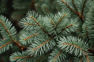 silver spruce closeup , macro photography