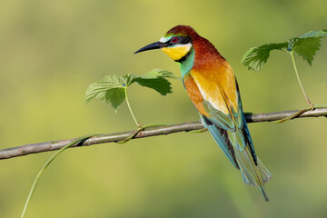 Obraz premium bee eater on a branch