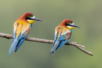 bee-eaters on a beautiful background in a natural environment