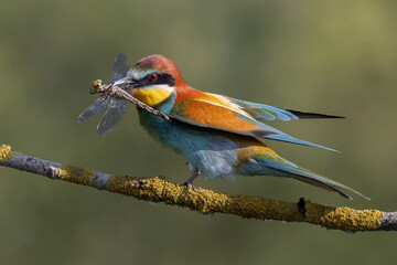 bee-eaters on a beautiful background in a natural environment