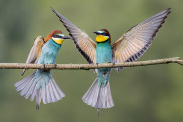 bee-eaters on a beautiful background in a natural environment