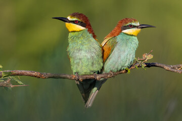 bee-eaters on a beautiful background in a natural environment