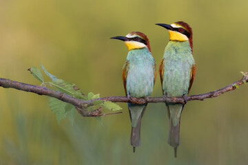 bee eater perched on branch