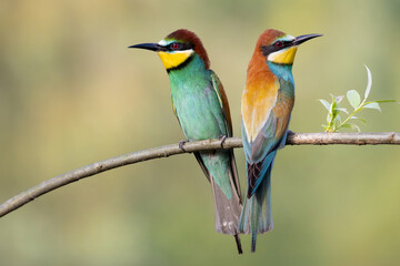 a pair of bee-eaters perching