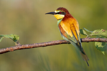bee eater perched on branch