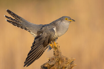 Cuckoo on a branch