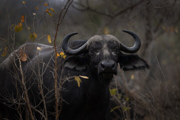 Herd of African buffaloes in the forest. One of the most dangerous animal in Africa. Group of buffaloes during day. Safari in Africa. © prochym