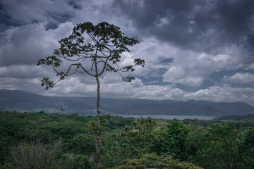 A lone, tall tree stands against a vast, cloudy sky, overlooking a green, forested landscape