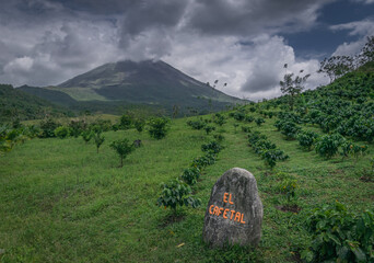 Coffee plantation near base of Arenal volcano