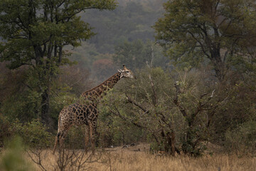 South African giraffe is eating in Kruger national park. Giraffe in the bushes. Safari in Kruger national park.