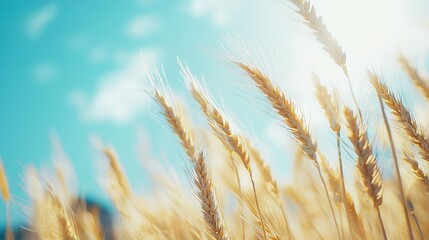 Fototapeta premium A close-up of a wheat field with a blue sky and cloudy background