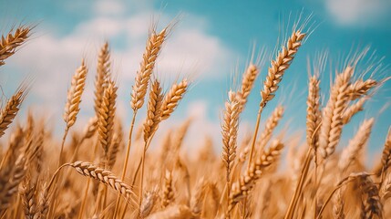 Fototapeta premium A clear blue sky with fluffy white clouds in the background frames a sharp image of a lush wheat field in focus