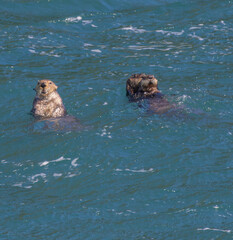 Sea Otters - Kenai Fjords National Park 008