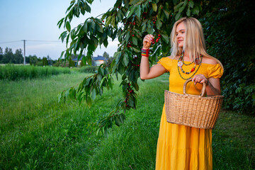 The beautiful, smiling blonde woman in a yellow dress, with a fruit basket, holds ripe cherries in her hand