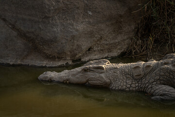 Nile crocodile is lying on the river bank. Detail of the huge crocodile. Safari in Kruger national park. 