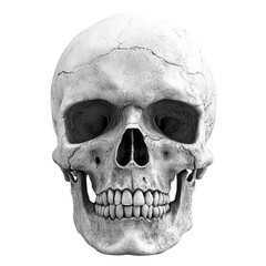 3D skull art on transparent background