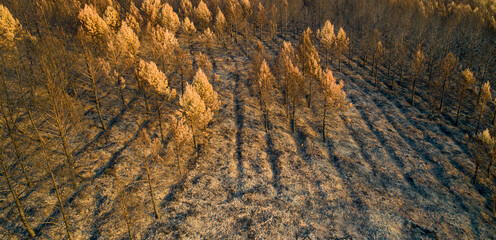 pine forest after a forest fire, aerial view with drone. Ecological disaster concept