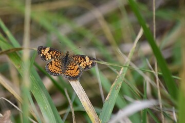 pearl crescent butterfly insect wings nature