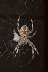 The spider-cross (Latin Araneus) sits in the center of the web. The spider-cross is waiting for...