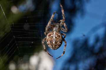 The spider-cross (Latin Araneus) sits in the center of the web. The spider-cross is waiting for...