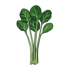 Fresh spinach bunch with vibrant green leaves, perfect for healthy recipes and nutritious meals., isolated on a transparent background.