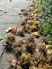 Tree hazel seeds, or bear walnut, or bear hazel (Latin Corylus colurna) , a species of the genus Hazel (Corylus) of the Birch family 