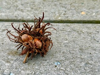 Tree hazel seeds, or bear walnut, or bear hazel (Latin Corylus colurna) , a species of the genus Hazel (Corylus) of the Birch family 