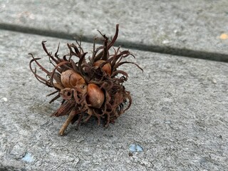 Tree hazel, or bear walnut, or bear hazel close up