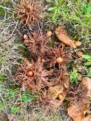 Tree hazel seeds, or bear walnut, or bear hazel (Latin Corylus colurna) , a species of the genus Hazel (Corylus) of the Birch family 
