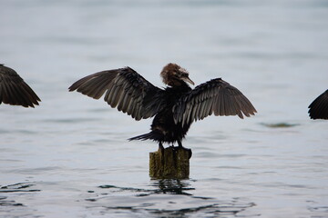 Pygmy Cormorant (Microcarbo pygmaeus) At Lake Ohrid in North Macedonia
