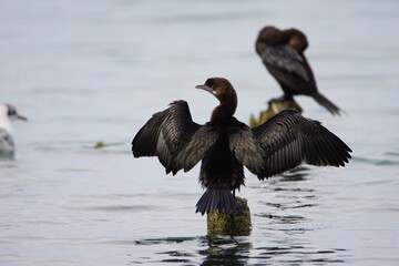 Pygmy Cormorant (Microcarbo pygmaeus) At Lake Ohrid in North Macedonia