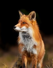 Fototapeta premium Isolated red fox with depth of field showcasing bushy tail and striking fur color